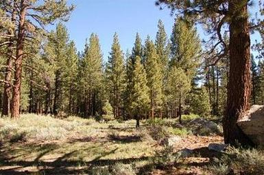 Pine Glen