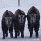 Three bison wait out a winter storm