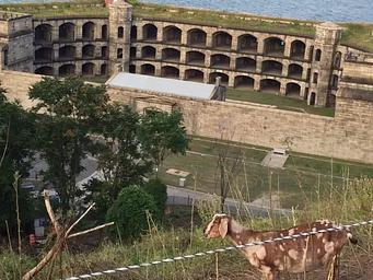 FORT WADSWORTH BATTERY WEED- THINGS TO DO