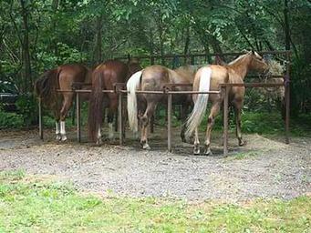 Cataloochee Horse Camp