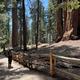 Grant Tree Trail
