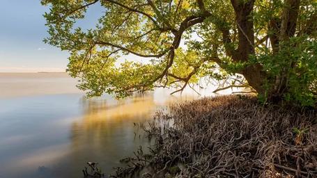 A tree with green leaves extends into a body of water.