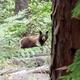 SHIRTTAIL CREEK BEAR