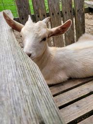 Mariaville Goat Farm