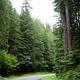 Forest Path near Sol Duc Hot Springs