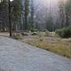 Ray of light shines down on Pine Flats Campground