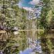 Pond and Pine Trees