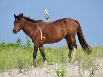 A bird hitches a ride on the back of a wild horse.