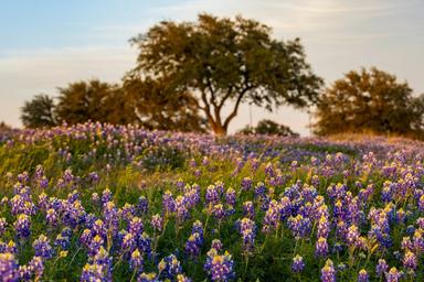 Piney Ranch RV Resort