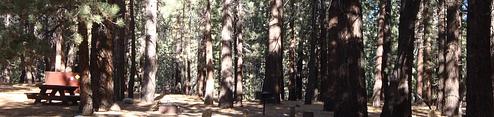 Pine Glen