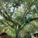 Tall canopy tree with cabins and picnic tables visible beneath — used on the site’s Newsletter/amenities background, shows campsite scenery, cabins and communal areas.
