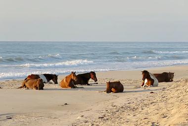 Assateague Island National Seashore Campground