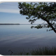 Daytime shoreline view of Castle Rock Lake with foreground tree and wide lake horizon — clear photo showing the resort’s lakeside setting (image appears on the resort homepage promoting the lakefront property).