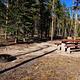 Campsite in tall pine trees.