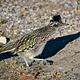 A Roadrunner (Geococcyx variegata)