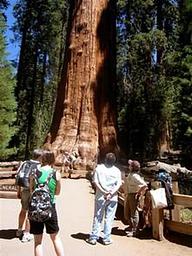 General Sherman Tree