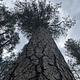 Ponderosa Pine Tree in Campground