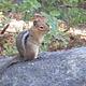 Golden-mantled ground squirrel on boulder