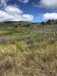 Palmer Mountain