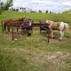 Horses using Feeder