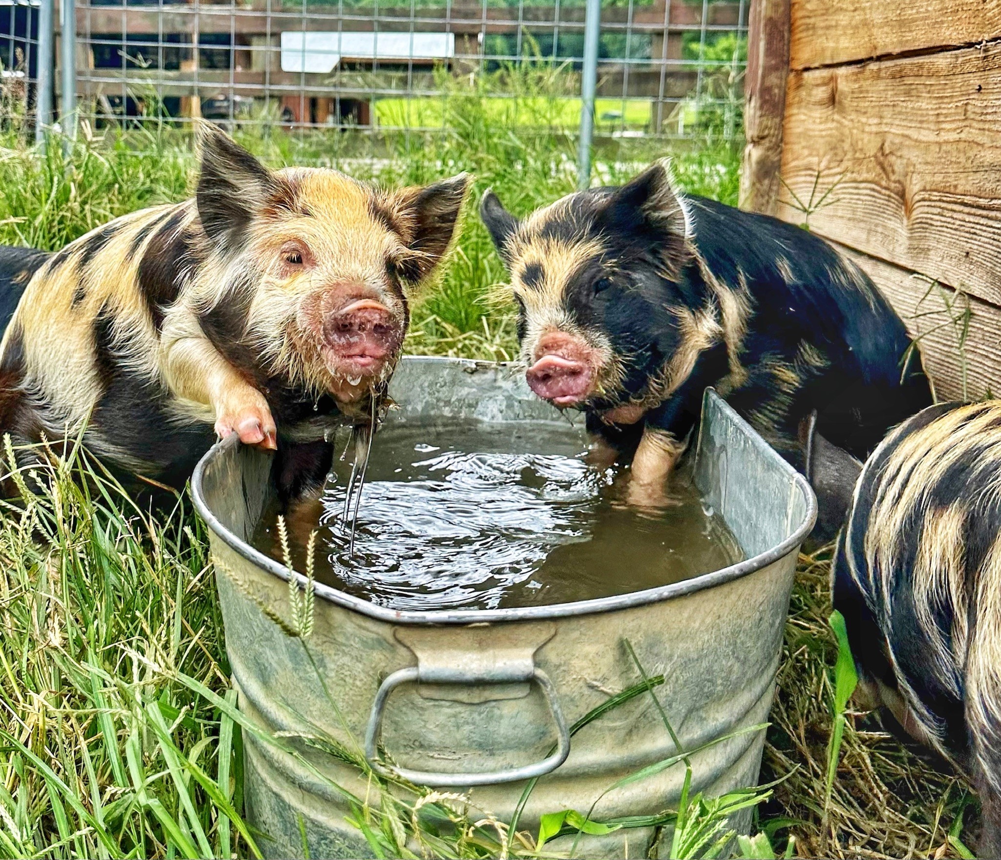 Blue Ridge Ranch