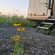 2022 Forest River RV Rockwood Ultra Lite 2911BS RV rental photo 12