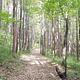 Uphill wooded trail 