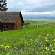 Wildflowers in bloom at Porcupine Cabin