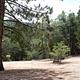 Fishermans Group Campground with trees.
