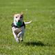 Dog running in a grassy area representing the pet/dog-park amenity referenced on the Amenities page; useful to show pet-friendly facilities on the property.