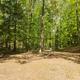 Sunny woodland campsite featuring picnic tables surrounded by tall green trees and dappled sunlight, ideal for outdoor recreation and nature activities.