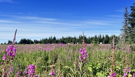 Blue Spruce Campground