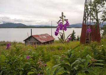 A rustic wood cabin in a grassy field with pink flowers next to a lake.