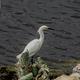 Snowy Egret on shoreline