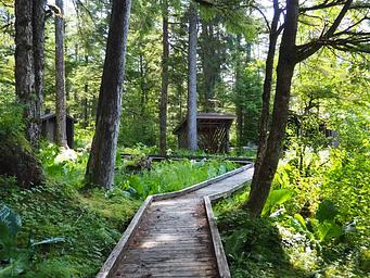 Virginia Lake Cabin walkway to outhouse and woodshed