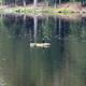 Pond view with geese and wooded shoreline—illustrates waterfront/pond habitat on the property (from gallery).