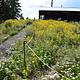 Path towards restroom building with yellow wildflowers. 