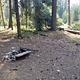 Campfire ring on flat ground covered with fir needles trees and a sunlit meadow in background.