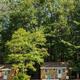 Wide, low-angle panoramic showing a row of cabins or units along a treeline — provides an overview of lodging layout and grounds (sourced from the campground’s virtual tour/thumb image).