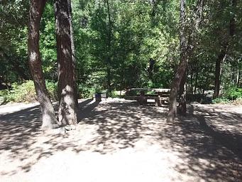 Manzanita.