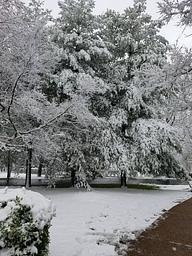 Snow Covered Tree
