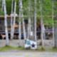 RVs and birch trees visible — shows campsite/RV parking among trees, supporting representation of on-site RV spaces (Contact page image).