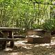 Secluded picnic Table and fire ring next to a sun dappled thicket.