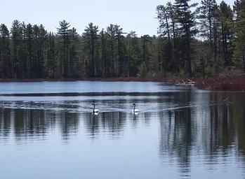 Island Lake Campground - Wildlife