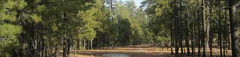 Black Canyon Rim Campground (Apache-sitgreaves National Forest, AZ)