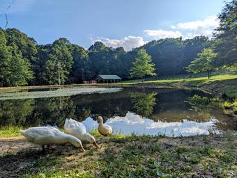 Benner's Meadow Run RV Campground