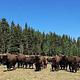 A herd of bison grazing in a North Rim meadow