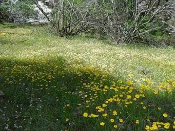 Buckeye Flat Campground