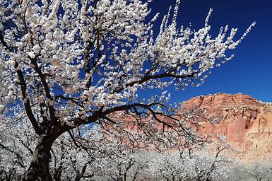 A singular tree with white flowers on it is the focus, many similar trees are behind it. In the background is a red rock cliff. The sky is a rich blue.