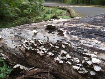 Shotgun Creek Recreation Site